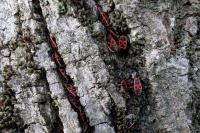Pyrrhocoris apterus