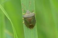 Palomena prasina
