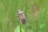 Ceraleptus gracilicornis