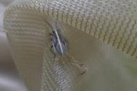 Horistus orientalis