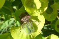 Halyomorpha halys