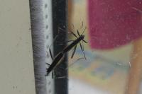 Micrelytra fossularum