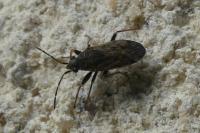 Peritrechus gracilicornis