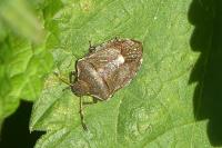 Peribalus strictus
