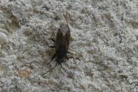 Peritrechus gracilicornis