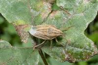 Aelia acuminata
