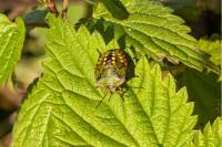 Nezara viridula