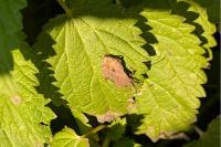 Coreus marginatus