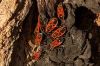 Melanocoryphus albomaculatus
