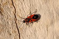 Melanocoryphus albomaculatus