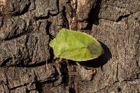 Nezara viridula