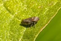 Philaenus spumarius