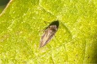 Philaenus spumarius