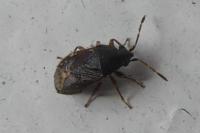 Stygnocoris fuligineus