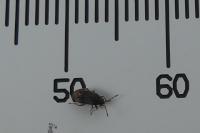 Stygnocoris fuligineus