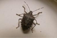 Halyomorpha halys