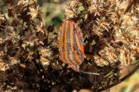 Graphosoma italicum