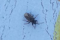 Peritrechus gracilicornis