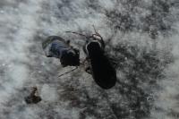 Plinthisus brevipennis