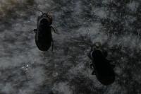 Plinthisus brevipennis