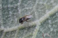 Geocoris megacephalus