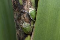 Nezara viridula