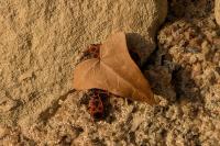 Pyrrhocoris apterus