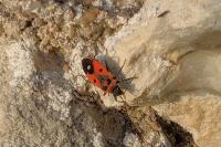 Melanocoryphus albomaculatus