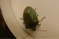Nezara viridula