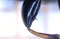 Megalonotus