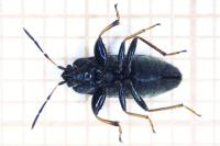 Megalonotus