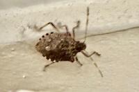 Halyomorpha halys