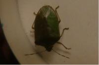 Nezara viridula