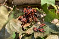 Pyrrhocoris apterus