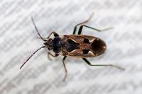 Rhyparochromus vulgaris