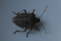 Halyomorpha halys