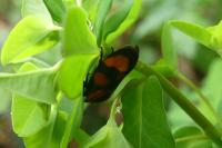 Cercopis vulnerata