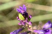 Adelphocoris vandalicus