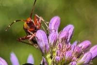 Adelphocoris vandalicus