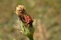Carpocoris purpureipennis