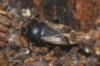 Megalonotus emarginatus