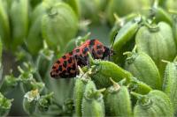 Graphosoma italicum