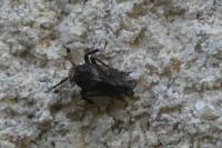 Asiraca clavicornis