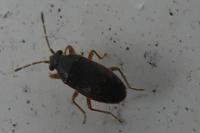 Stygnocoris fuligineus