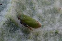 Tettigometra virescens