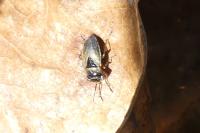 Geocoris megacephalus