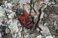 Melanocoryphus albomaculatus