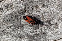 Melanocoryphus albomaculatus