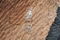 Corythucha ciliata