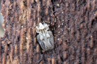 Corythucha ciliata